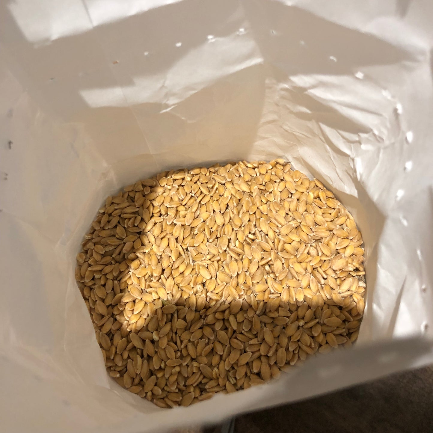 Hulled Organic Einkorn 500g Farro Monococco Decorticato Bio 有机单粒小麦 Italy Free Mill